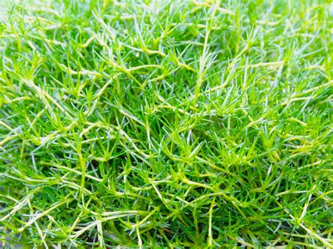 Free Images Lawn Meadow Leaf Flower Moss Soil Aquatic Plant