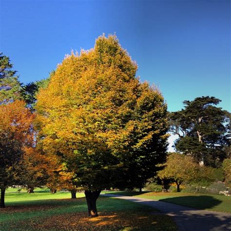 The san francisco botanical garden covers 55 acres, which is larger than 40 football fields. Fall Colors Brighten At The San Francisco Botanical Garden ...