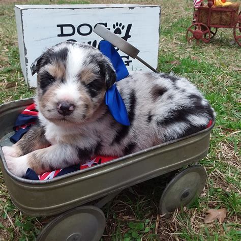 Three males ready to go on aug.th. Miniature Australian Shepherd Puppies For Sale | Glenmora ...