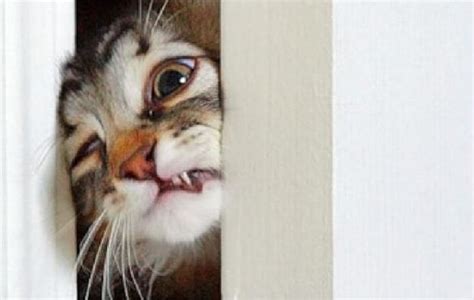 And Finally This Cat Believes The Shining Is The Scariest Film Ever