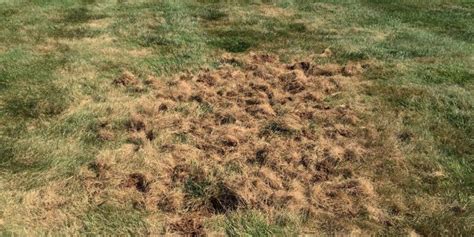 Grubs How To Identify And Prevent Them In Your Lawn Organo Lawn