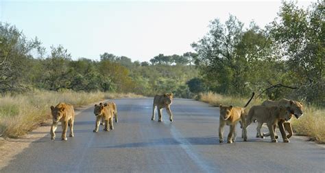 Premium Photo Big Lion Crossing The Road A Lioness With Cubs Crosses