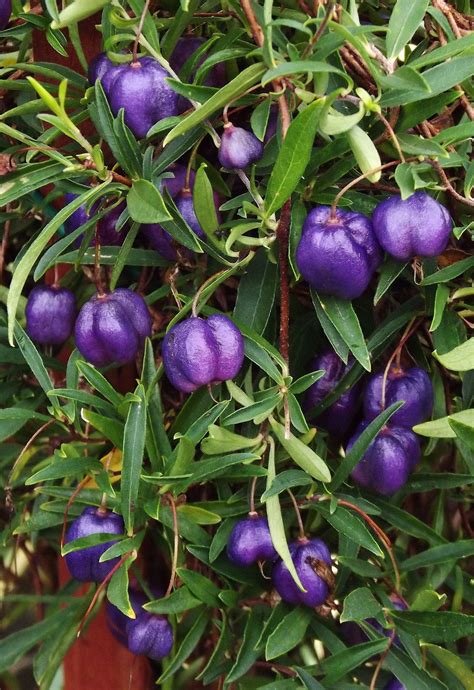 Purple Apple Berry Billardiera Lonlora Australian Native Plants