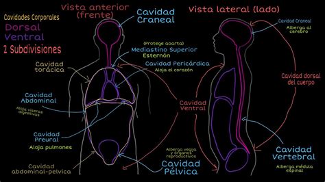 Cavidades Corporales Explicación Youtube