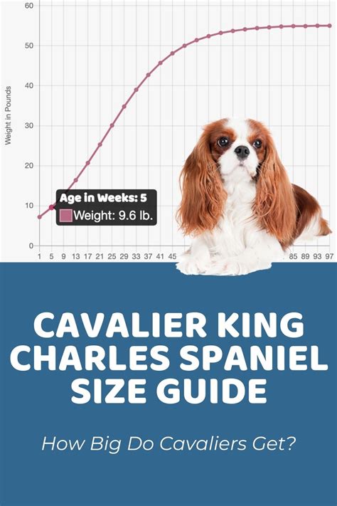 Cavalier King Charles Spaniel Size Guide How Big Do Cavaliers Get Puppy Weight Calculator