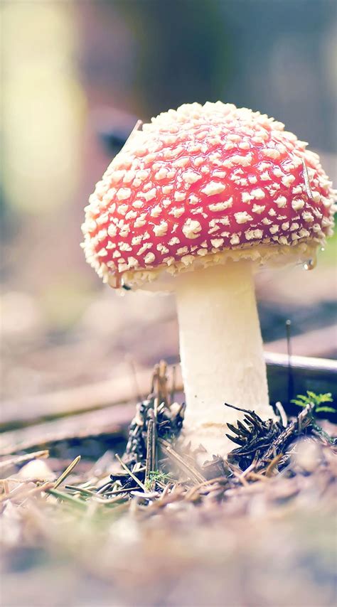 Natural red mushroom | wallpaper.sc iPhone6sPlus