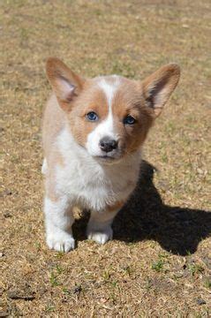 Are you looking to add a new furry friend to your family? Pembroke Welsh Corgi puppy for sale in COLORADO SPRINGS, CO. ADN-71182 on PuppyFinder.com Gender ...