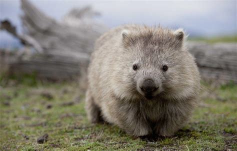 Wombat Wallpapers Top Free Wombat Backgrounds Wallpaperaccess