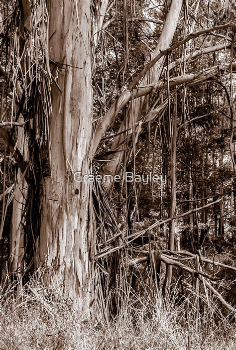 Australian Stringy Bark Tree By Graeme Bayley Redbubble
