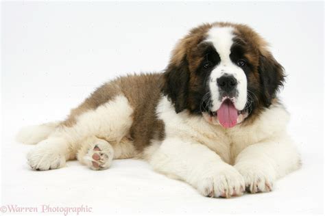 The workaholic father, george newton, doesn't want the responsibility of owning a dog, but his wife, alice, and their children, ryce, ted, and emily, convince him. Puppy World: St Bernard Puppy Pictures