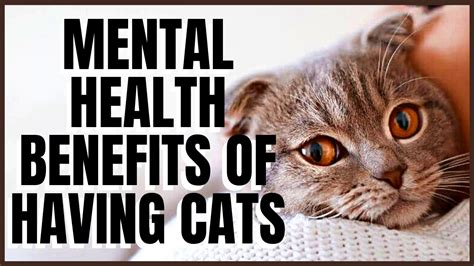7 Amazing Mental Health Benefits Of Having Cats No 2 Will Surprise