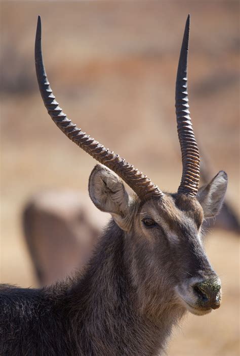Large Antelope Species Animal Sake