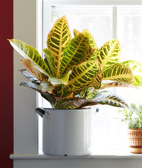 Costa Farms Live Indoor 14in Tall Multi Color Croton Petra Bright