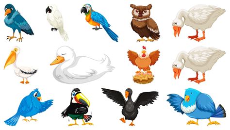 Free Vector Set Of Diffrent Birds Cartoon Style Isolated