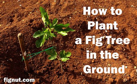 How To Plant A Potted Fig Tree In The Ground
