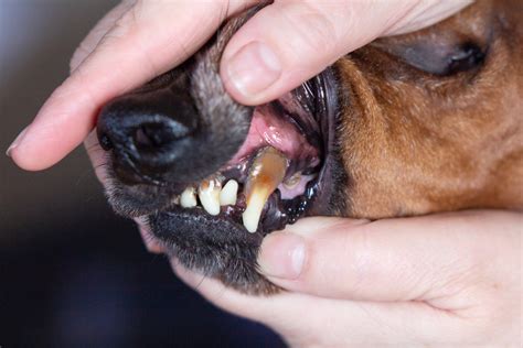 How Can I Tell If My Dog Has An Abscessed Tooth