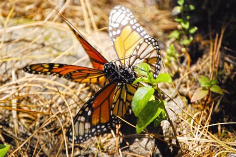 Conoce Seis Santuarios Donde Puedes Visitar A La Mariposa Monarca Noticias México Al Día