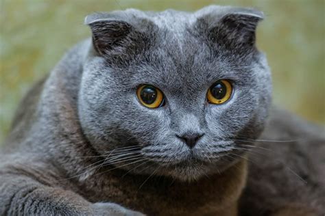 Which Breed Of Cat Is Best Cat Meme Stock Pictures And Photos