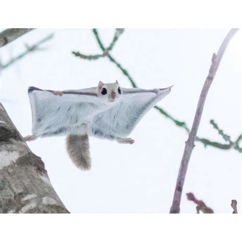 16 Photos Of Japanese Dwarf Flying Squirrels That Look Like Pokémon
