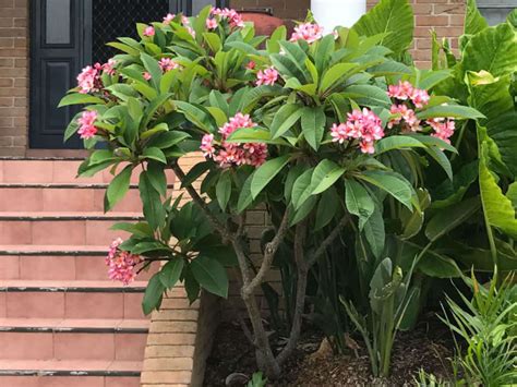 شجر الياسمين الهندي Plumeria Rubra Acutifolia الياسمين الهندي أو