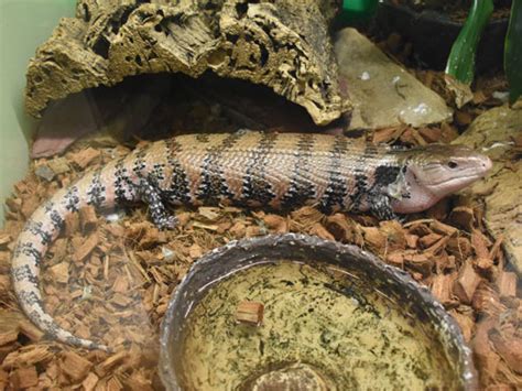 Tiliqua Gigas New Guinea Blue Tongued Skink In Zoos