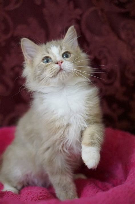 Fawn Lynx Tabby Ragdoll Kitten Ragdoll Kittens For Sale