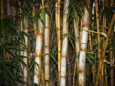 🔥 45 Bamboo Forest Wallpaper Wallpapersafari