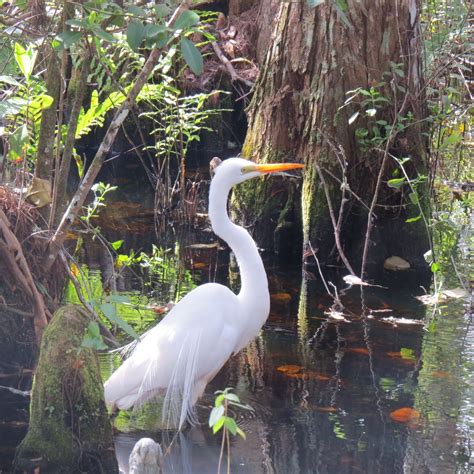 Perfection In The Everglades Smithsonian Photo Contest Smithsonian