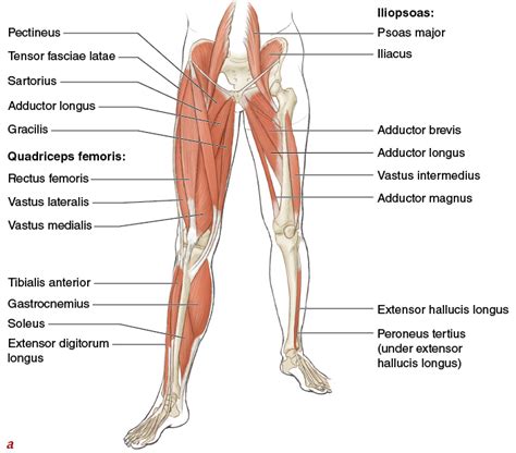 Muscles Movement Analysis And Mat Work Pilates Anatomy