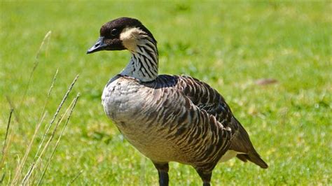 Maybe you would like to learn more about one of these? Hawaii State Bird on Comeback