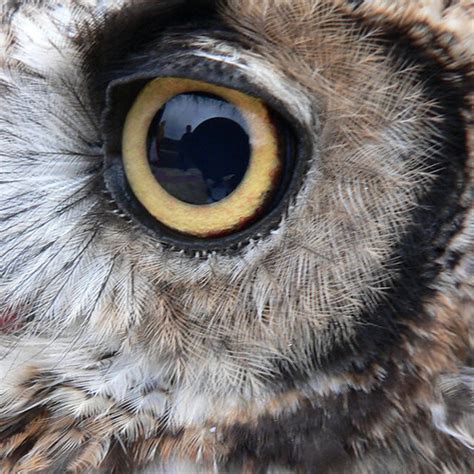 Buho Owl Muestra De Cetrería Durante La Feria De Santa C Flickr