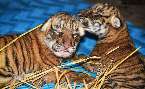 Two Royal Bengal Tiger Cubs Born In Assam Zoo See Pics 247 News