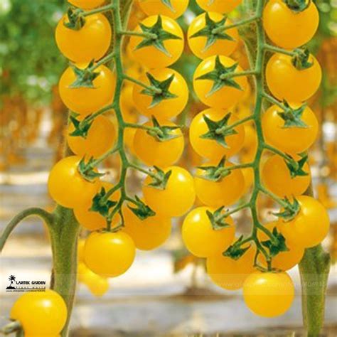 Us 364 Rare Hawaii Bright Yellow Cherry Tomato Organic Seeds