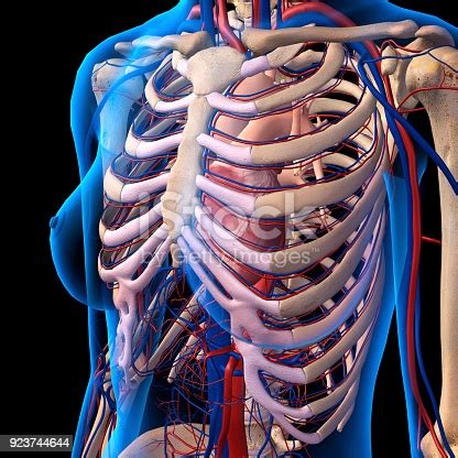 The ribs are a set of twelve paired bones which form the protective 'cage' of the thorax. Xray View Of Female Chest Rib Cage Heart Arteries Veins ...