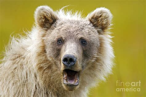 Grizzly Bear Yawning Cub Lake Clark National Park Photograph By Jason O