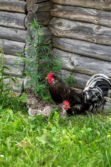 Hen And Rooster On Grass And Log Barn Stock Photo Image Of Bird Grey