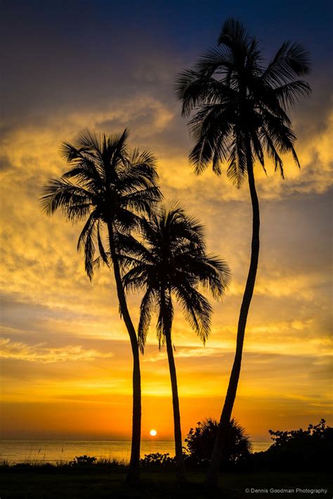 Palm Sunset 2 Dennis Goodman Photography And Printing