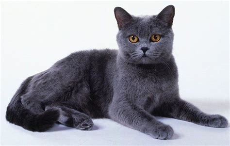 Chartreux Cat Breed Information Pictures Characteristics And Facts Rare