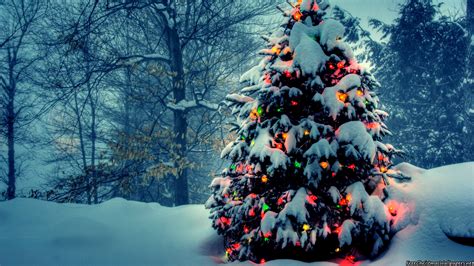 Christmas Tree With Lights In Nature 1920x1080 1080p Wallpaper