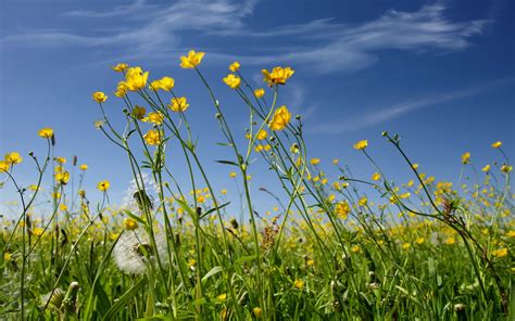Download Blue Background Yellow Flowers Hd Wallpaper Sky By Traceyl