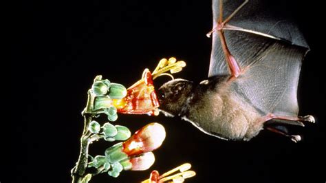 This Bat Knows How To Drink Npr