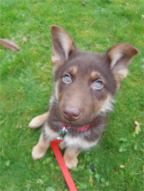 Vet checked, current on shots and wormed. liver german shepherd puppies for sale near me