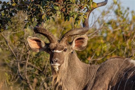 Facts About The Greater Kudu Mpeti Lodge