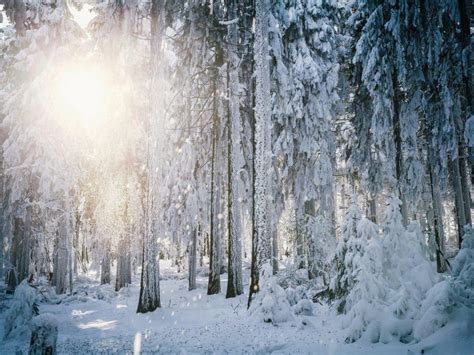 Sun Frost Winter Forest Trees Snow Background Hd Desktop