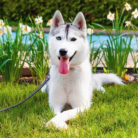 Pin On Cute Siberian Husky Pictures Of Skaya