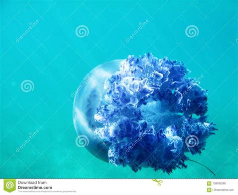 Jellyfish Under Blue Water In The Sea Swimming Away Stock Photo Image