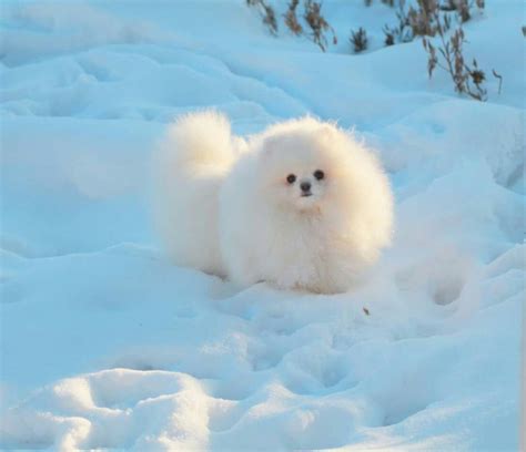 Cute Puppies Dogs And Puppies Cute Dogs Doggies Pomeranian Lovers