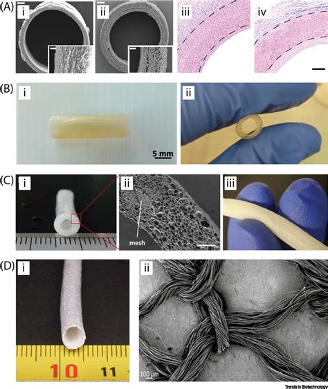 Bioengineering Artificial Blood Vessels From Natural Materials Trends