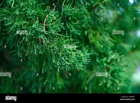 Thuja Tree Fotos Und Bildmaterial In Hoher Auflösung Alamy