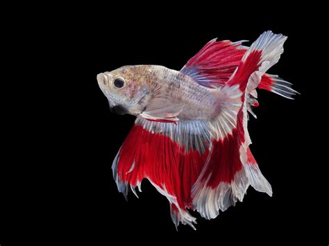 What Do Betta Fish Eat How To Feed Your Betta Fish Pets Health News
